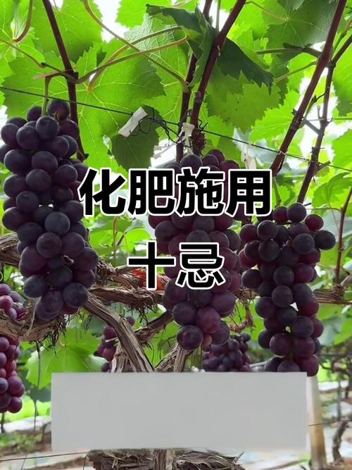 葡萄种植化肥使用十大禁忌,避免踩坑